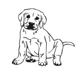 Price of a labrador retriever puppy in india