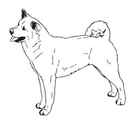 Akita