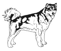 Aalaskan Malamute