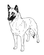 Belgian Malinois