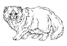 Bicolor Persian