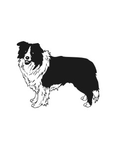 Border Collie 2