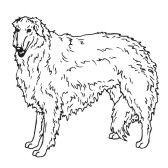 Borzoi