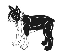 Boston Terrier