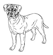 Bull Mastiff