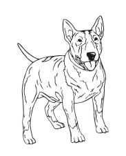 Bull Terrier