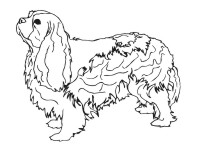 Cavalier King Spaniel