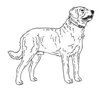 Chesapeak Bay Retriever