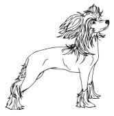 Chinese Crested