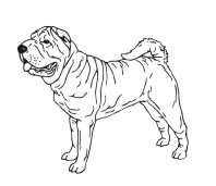 Chinese Sharpei