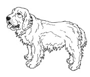 Clumber Spaniel