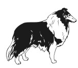 Collie