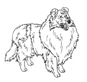 Collie 2