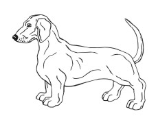 Dachshund