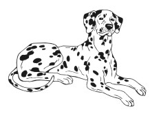 Dalmation