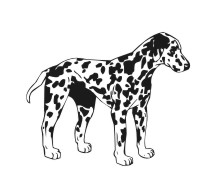 Dalmation 2