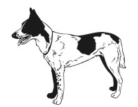 Danaan Dog