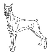 Doberman Pinscher