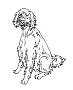 English Setter