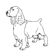 English Spring Spaniel