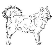 Finnish Spitz