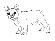 French Bull Dog