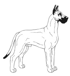 Great Dane 2