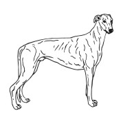 Grey Hound