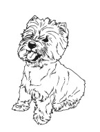 Highland White Terrier