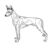 Ibizan Hound