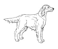 Irish Setter