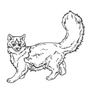 Maine Coon