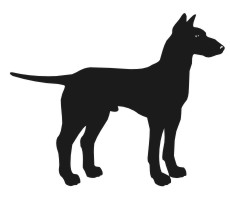 Manchester Terrier