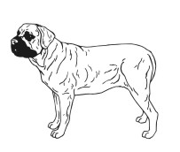 Mastiff