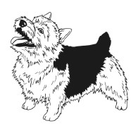 Norwich Terrier