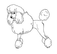 Poodle