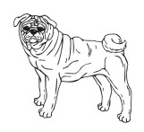 Pug