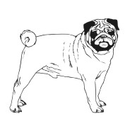 Pug 2