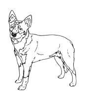 Queensland Heeler