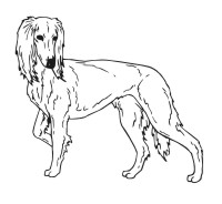 Saluki