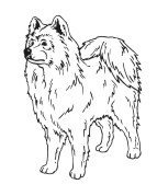 Samoyed