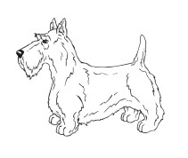 Scottish Terrier