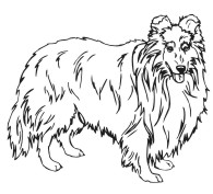 Shetland Sheep Dog