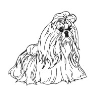 Shihtzu