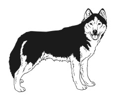 Siberian Husky