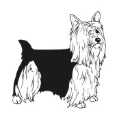 Silky Terrier