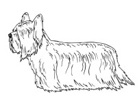 Silky Terrier 2