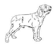 Spinone Italiano