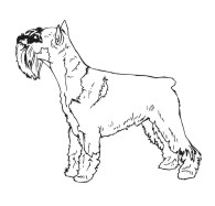 Standard Schnauzer