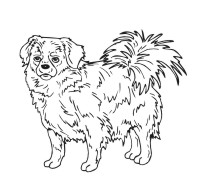 Tibetan Spaniel